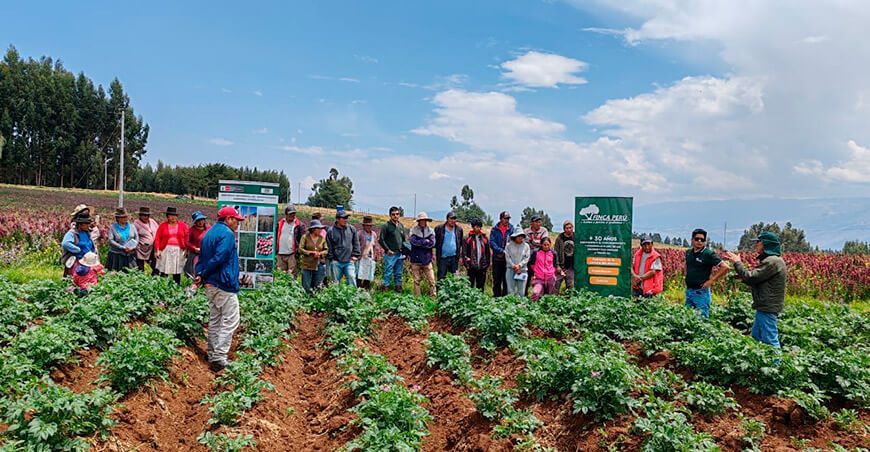 INIA transferencia tecnologías cultivo de papa en el distrito Acocro Ayacucho Perú