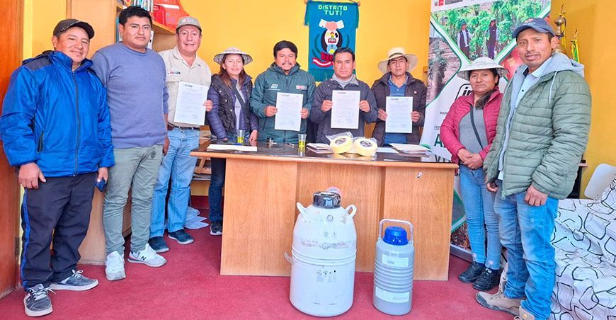 INIA transfirió pajillas de semen de vacuno de alto valor genético a ganaderos de Tuti Arequipa Perú