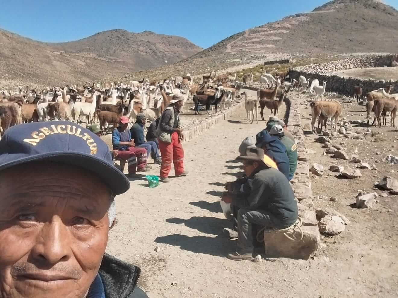 Inmunizarán a más de 20 000 camélidos sudamericanos en Tacna