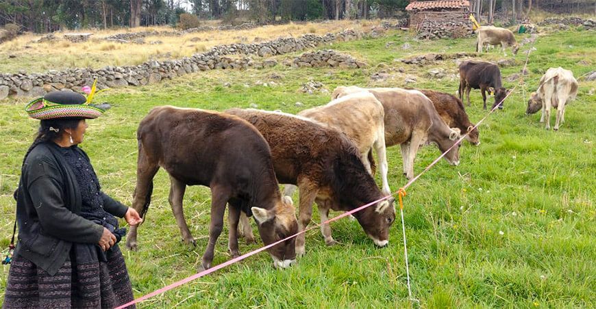 instalación pastos ganado vacuno Chuschi Ayacucho Perú
