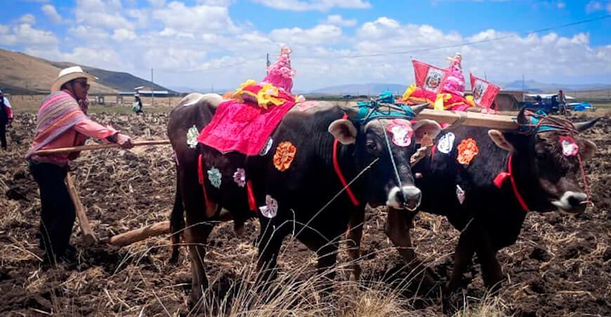 semillas para campaña de siembra de pastos Productores Junín Agro Rural Perú