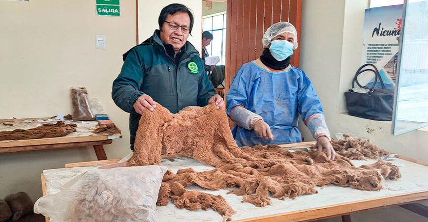 Comunidades campesinas vendieron 245 kg de fibra de vicuña por $70 360 Junín Perú