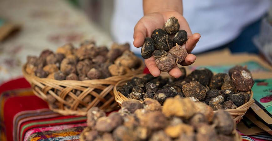 Festival Internacional de la Maca Junín Perú