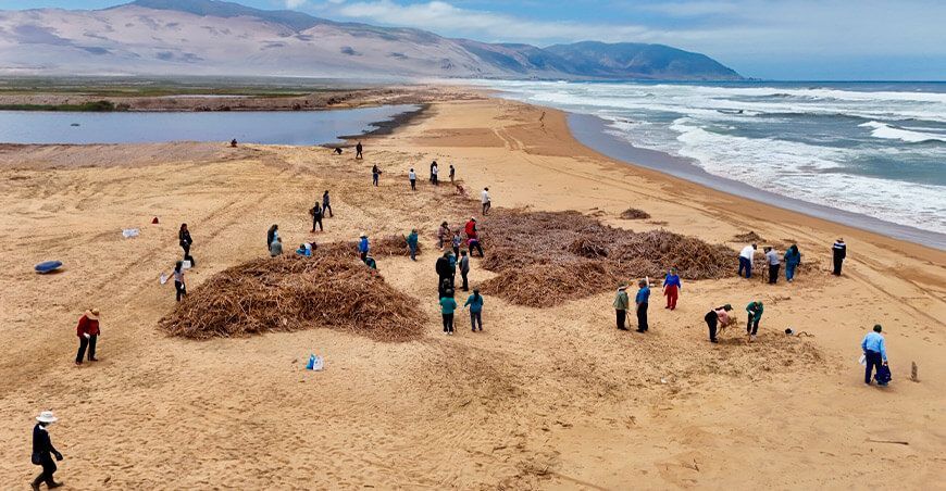 limpieza y cuidado de los Humedales de Ite Tacna Southern Perú