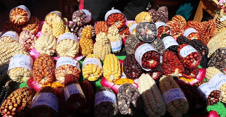 producción de maíz amiláceo Perú
