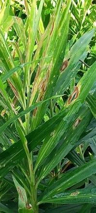Complejo de manchas foliares de Pyricularia y Phoma en el cultivo de jengibre Perú