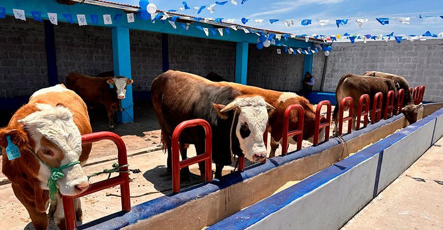 Inauguraron de módulos demostrativos de engorde de ganado vacuno en Puno