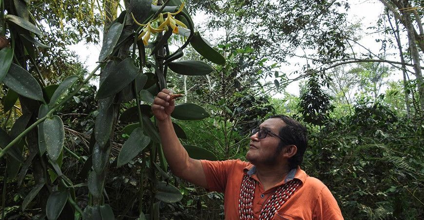 Moisés Asagkai ha transformado hasta una hectárea de tierras, donde antes había cultivos de café, en una plantación de vainilla pompona en la comunidad del Alto Mayo Awajún