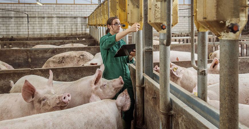 MSD Animal Health comparte algunas tendencias innovadoras crianza de porcinos granjas