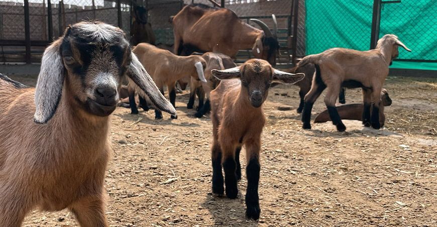 INIA Perú logra el nacimiento de las primeras cabras de raza Alpino Francés con alta calidad genética