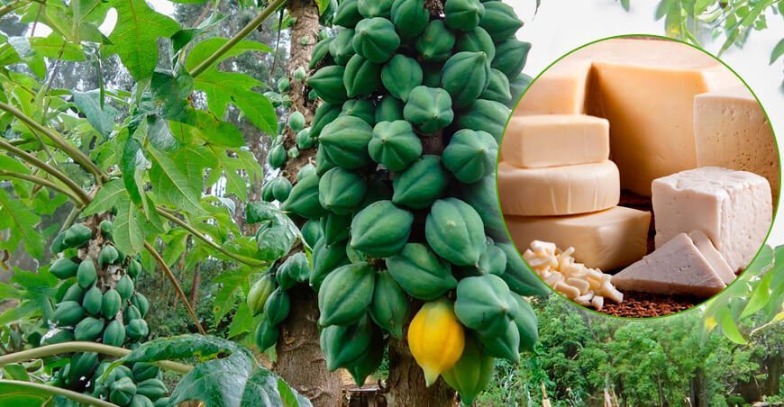 UNTRM demuestra la eficacia de la papaína de Vasconcellea en la elaboración de queso fresco Amazonas Perú