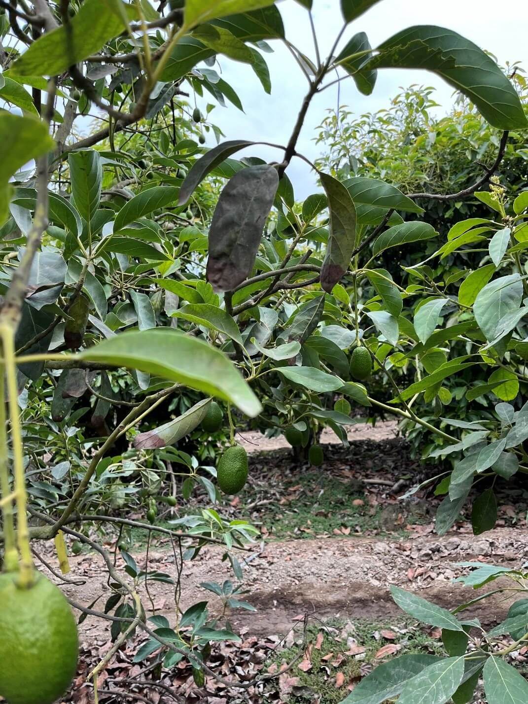 Paqta La tecnología para la agricultura sostenible Perú