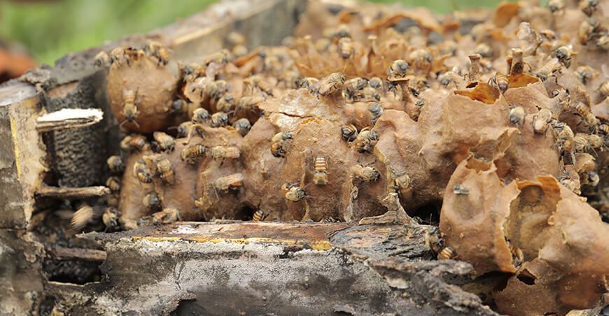 Abejas sin aguijón, clave para la conservación de la biodiversidad y la seguridad alimentaria Perú Minam