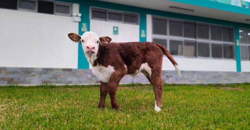 INIA logra nacimiento de la primera ternera de la raza Hereford con alta calidad genética para el Perú