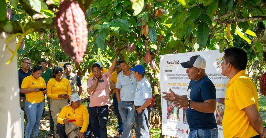 Perú impulsa una producción libre de deforestación a través de aplicativo para pequeños productores cultivo de cacao
