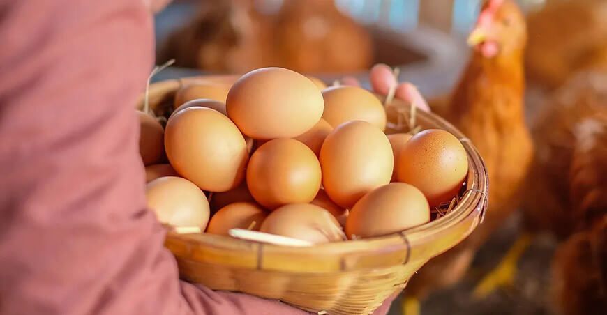 producción de huevos Perú