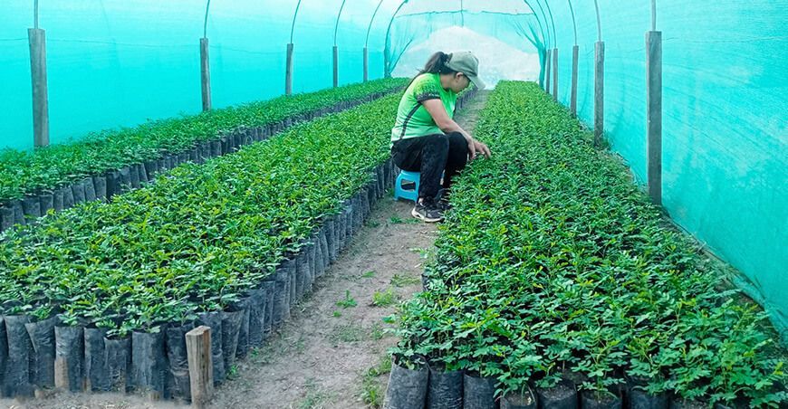 producción de plantones forestales Ayacucho Perú