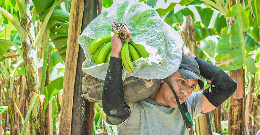productor de banano Piura Perú