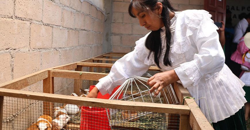 productora de cuyes Perú