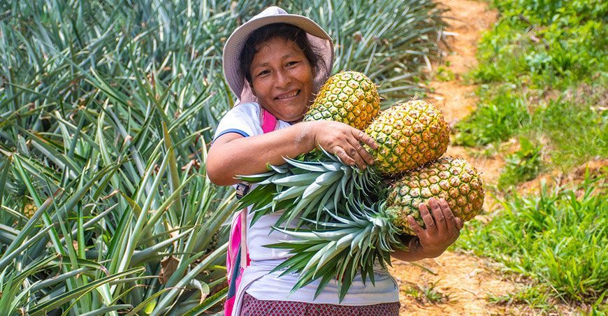 Productores de Tambo del Ene en Pichari cosecharon piña por primera vez Cusco Perú