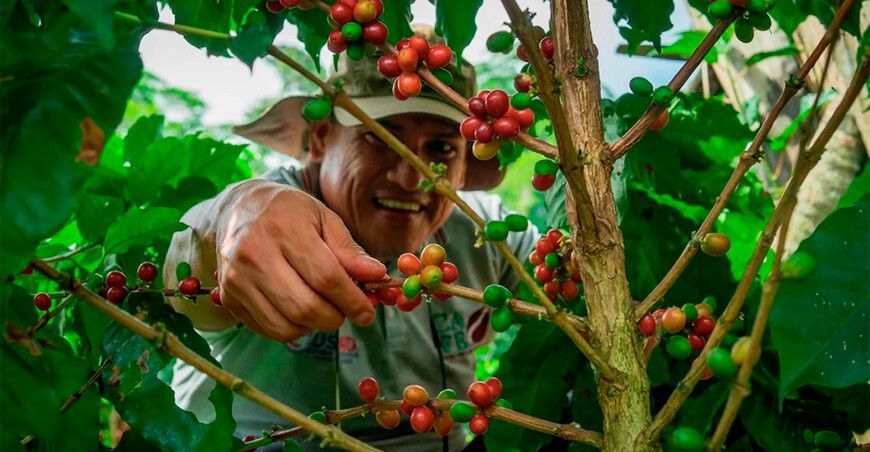 productor de cultivo de café Perú