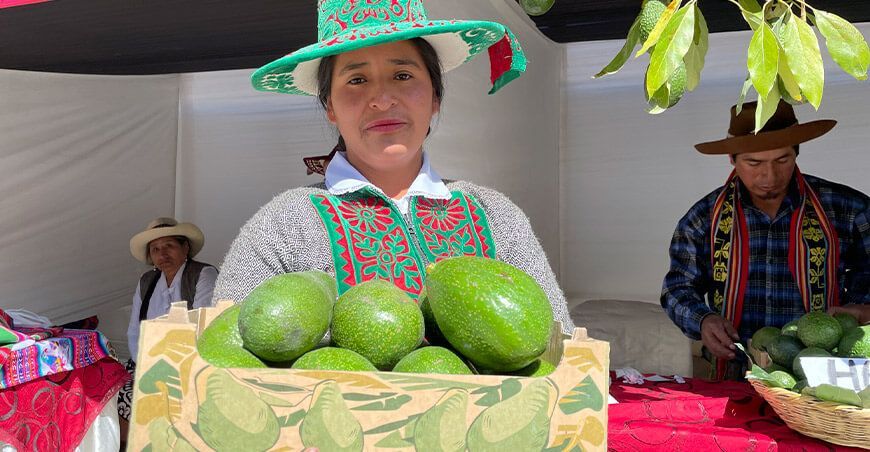 productores de Cusco exportarán palta a Costa Rica