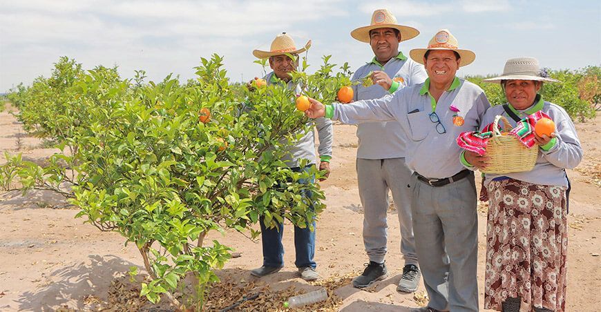 productores de naranja huando Yarada los Palos Tacna Perú libre de mosca de la fruta