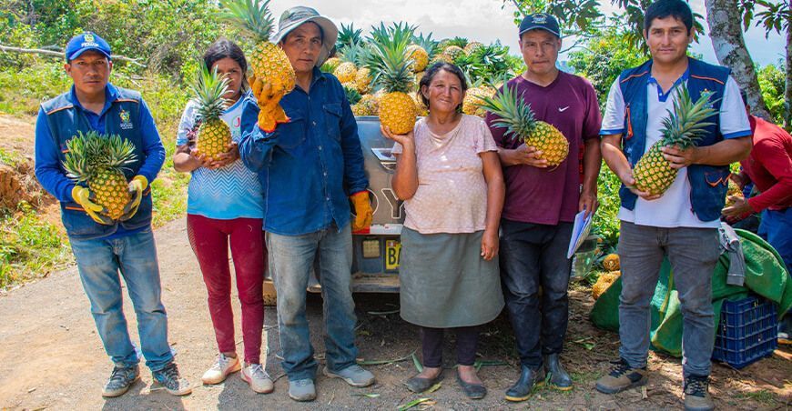 Productores de Tambo del Ene en Pichari cosecharon piña por primera vez Cusco Perú