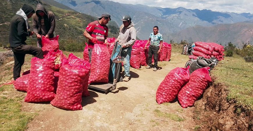 Organizaciones de productores aseguran venta de 2270 toneladas de papa nativa a Inka Crops