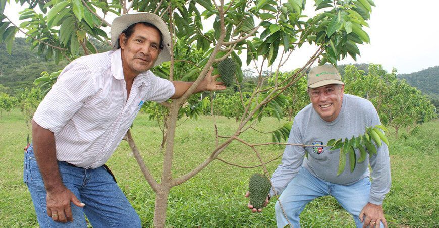 Superfruta: Téc. José Ushinahua Panduro, encargado del campo de guanábana “colombiana” en el centro poblado de Yacucatina, distrito de Juan Guerra, región San Martín, y Dr. Juan Risi Carbone, asesor de PERU-Hub. Gracias a su meticuloso manejo, los frutos podrían alcanzar hasta ocho kilogramos al momento de la cosecha.