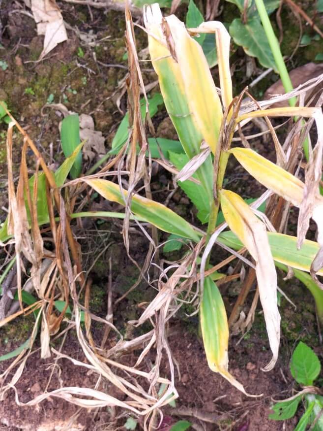 Síntomas de declinamiento por efecto de pudriciones del rizoma en el cultivo de jengibre Perú
