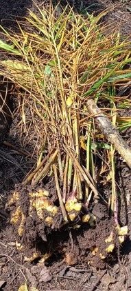 Síntomas de marchitez por Ralstonia en el cultivo de jengibre Perú