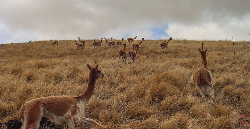 Cajamarca continúa el repoblamiento de vicuñas en Huacraruco