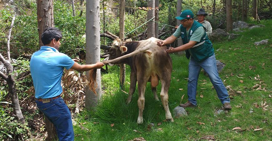Senasa vacunó a bovinos contra la rabia Piura Perú