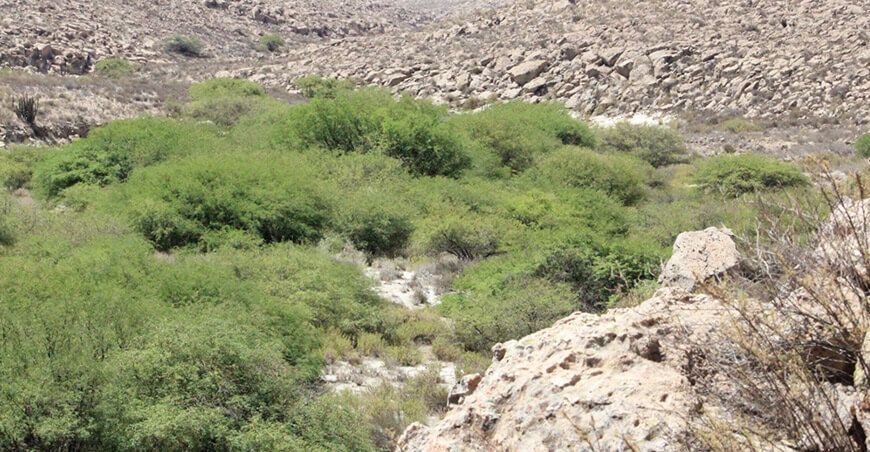Serfor y distrito de Yarabamba se unen por la protección y restauración del yaro Arequipa Perú