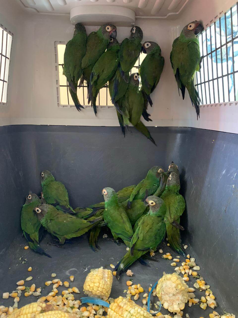 Serfor incautó 78 loros hacinados en jabas al interior de bus interprovincial en Lima