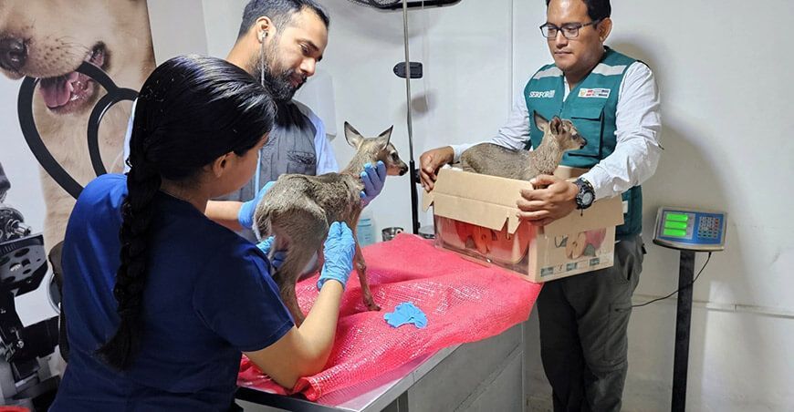 Serfor asegura protección de crías de venados rescatados en Huancabamba Piura Serfor asegura protección de crías de venados rescatados en Huancabamba Piura Perú