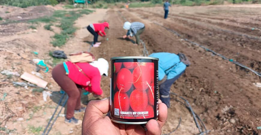 Impulsan la siembra de hortalizas en Marcavelica Piura Perú