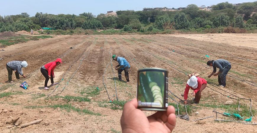 Impulsan la siembra de hortalizas en Marcavelica Piura Perú