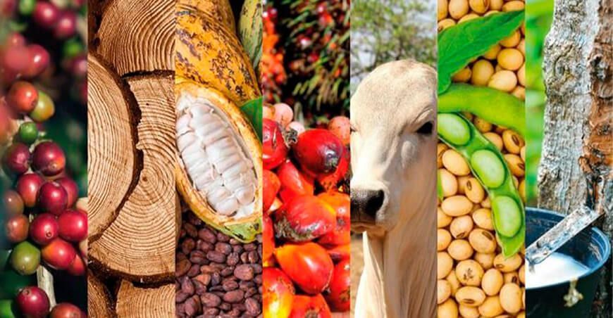 Comisión Europea propone ampliar plazos del reglamento sobre productos libres de deforestación