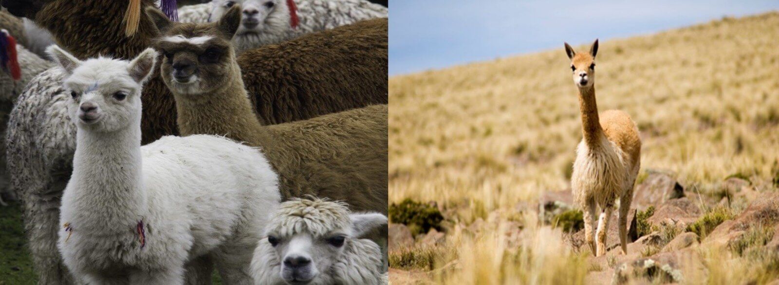 UNTRM clonación vicuñas y alpacas Perú