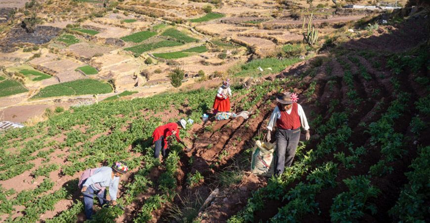 Proyecto “Andenes y paisajes culturales productivos” Moquegua Midagri Perú