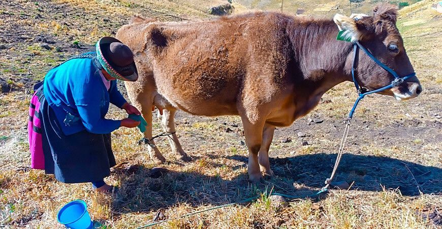 GORE Ayacucho capacito a ganaderos bovinos producción leche