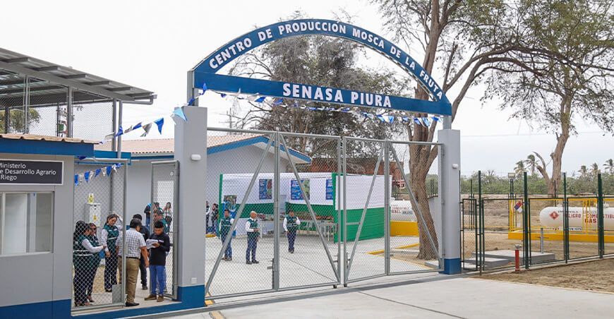 centro de producción de moscas de la fruta estériles Senasa Piura Perú