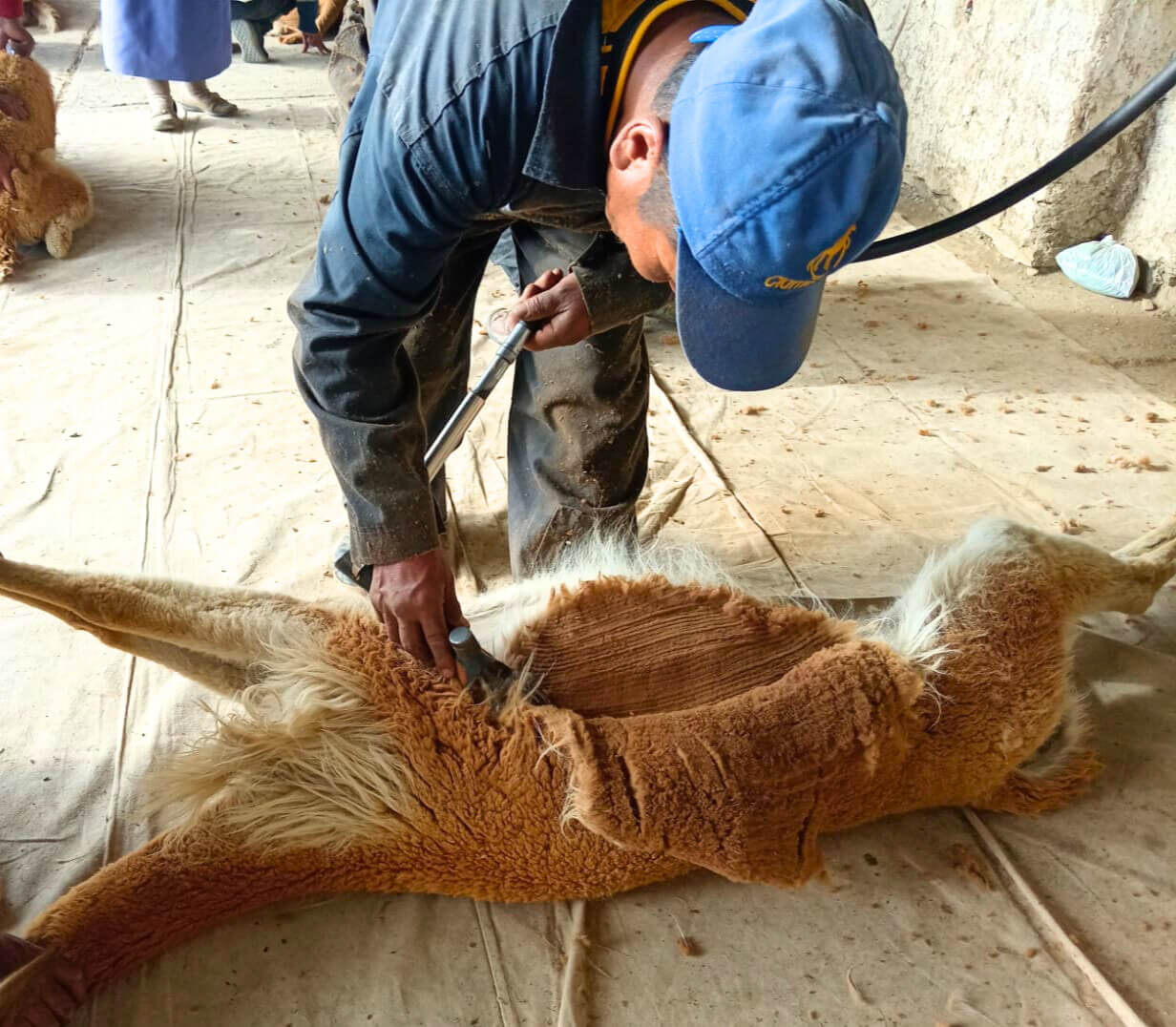 esquila y fibra de vicuña Puno Perú