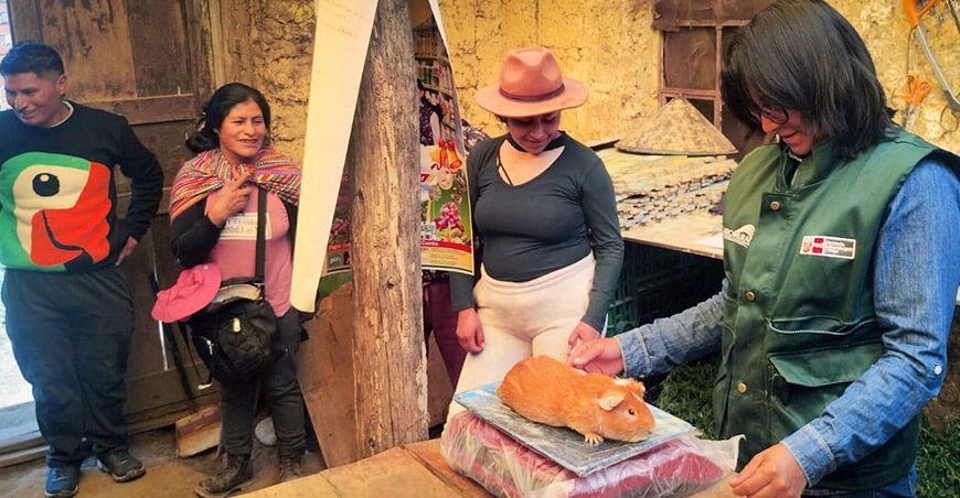 Agro Rural refuerza la competitividad de productores de cuy en Junín Perú