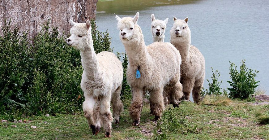 alpacas camélidos sudamericanos Perú
