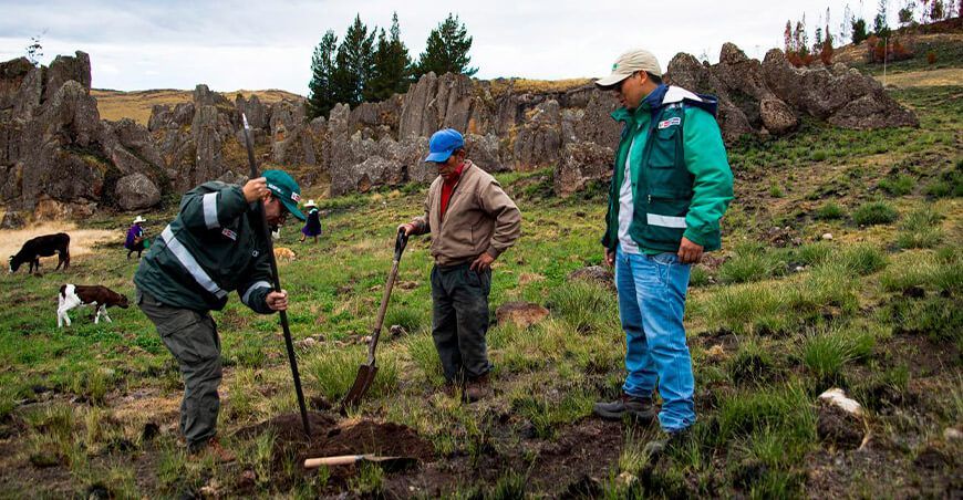 Serfor y Comunidad Campesina Sexemayo reforestan 8 hectáreas afectadas por incendio forestal Cajamarca Perú