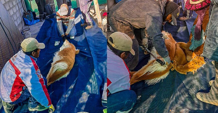 Asociación de mujeres de Yanque realizó con éxito el chaccu de vicuñas esquila y fibra de vicuña Arequipa Perú