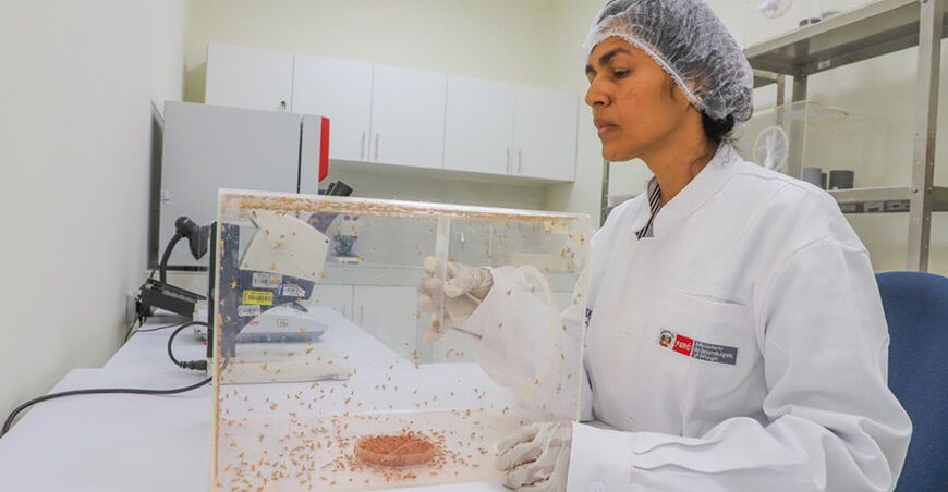 centro de producción de moscas de la fruta estériles Senasa Piura Perú